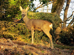 Bekanntschaft beim Wandern